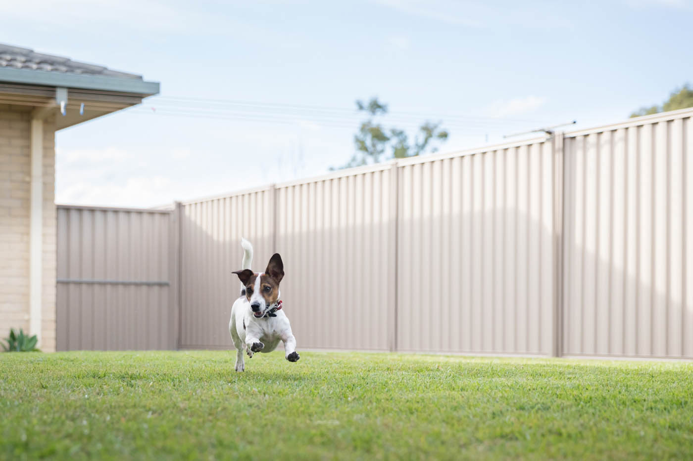 A dog running in front of a Mt. Juliet pvc fence from 76 FENCE.