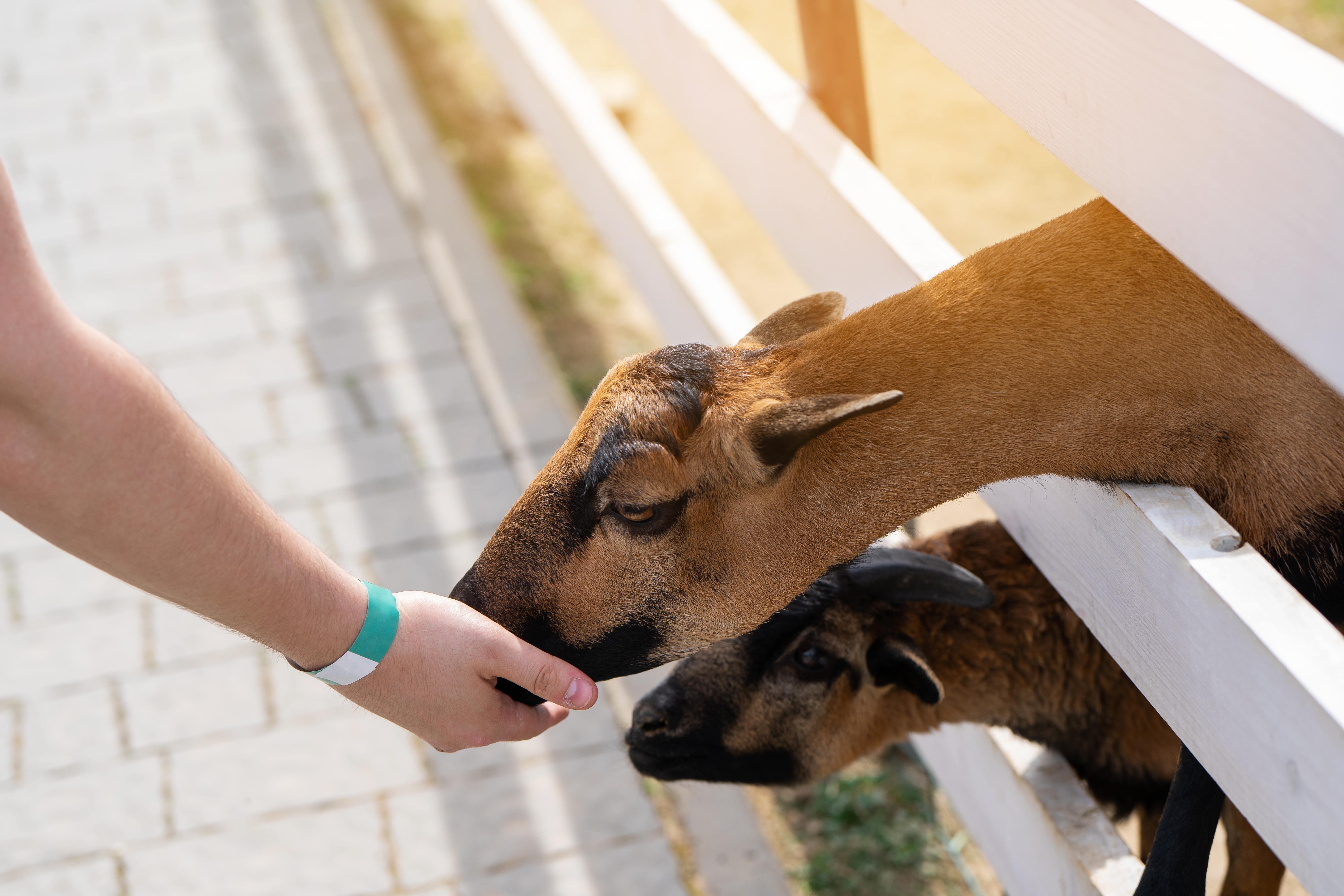 A split rail fence and two goats - a split rail fence in Mt. Juliet, TN is the perfect addition to any property that has livestock or other farming needs.