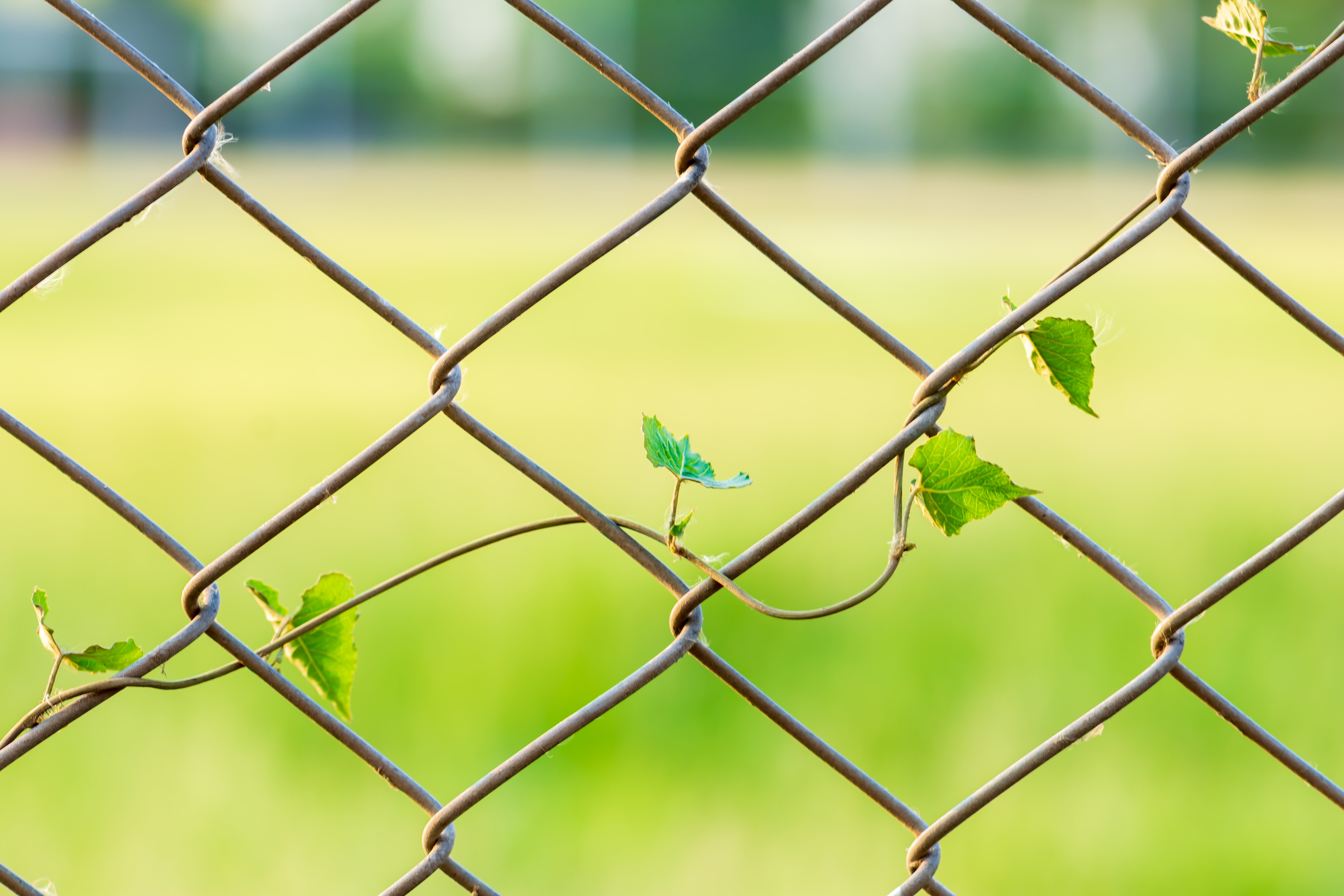 A residential chain link fence with a vine.