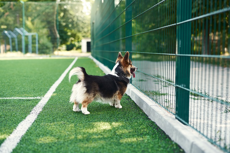Corgi looking out a fence